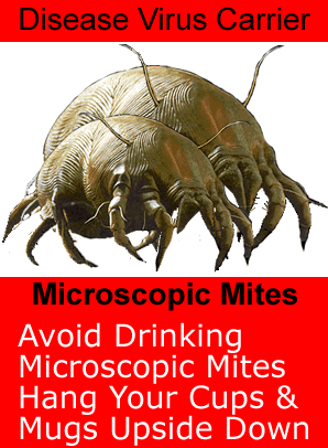 house-mites